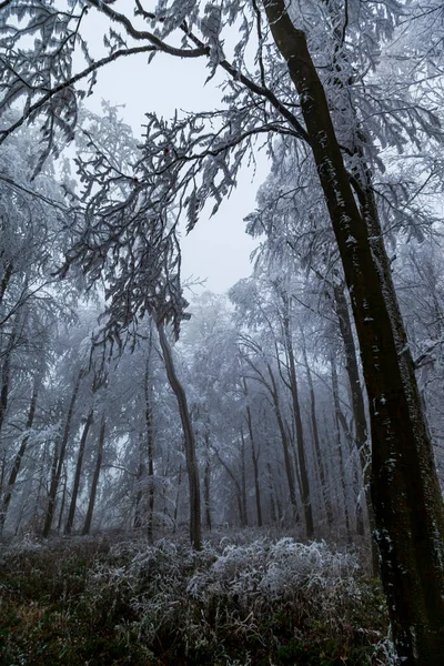 Alberi Congelati Nella Foresta Invernale — Foto Stock