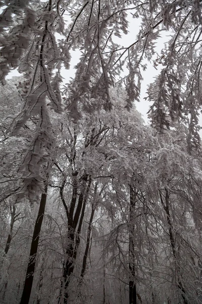 Arbres Gelés Dans Forêt Hiver — Photo