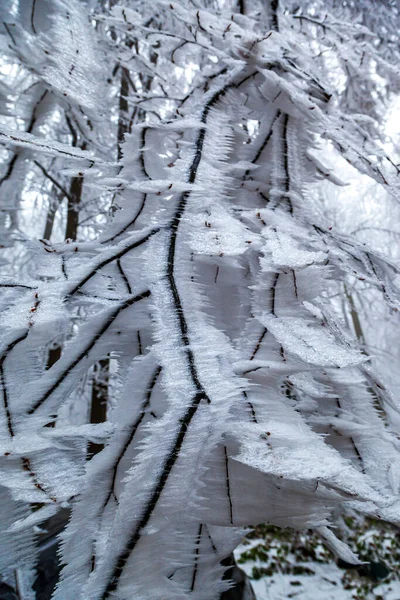 冬の森の木々 — ストック写真