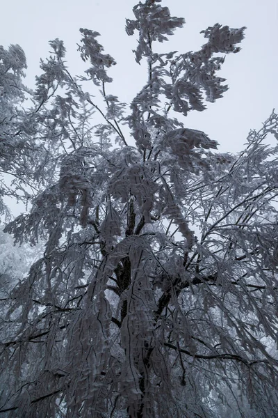 얼어붙은 나무들 — 스톡 사진