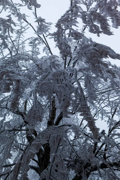 Замороженные Деревья Зимнем Лесу — стоковое фото