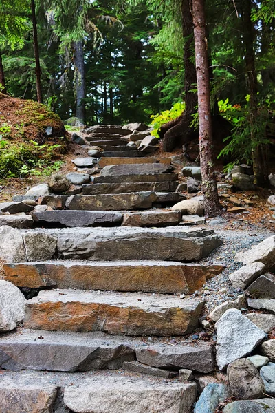 Vertical picture of stepping stone steps in a forest area.