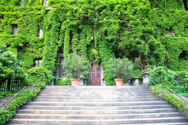 Krásný Zelený Park Stromy Rostlinami — Stock fotografie
