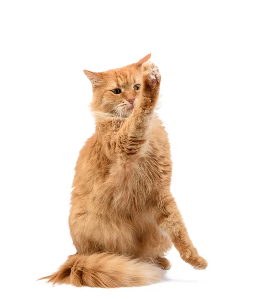 Gato Rojo Mullido Adulto Sentado Levantó Sus Patas Delanteras Para — Foto de Stock