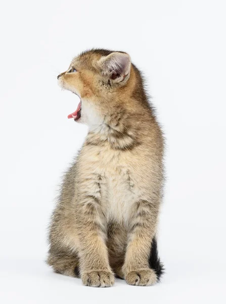 白い背景の上に英国のチンチラが真っ直ぐに座っている 猫は口を開けて舌を切った — ストック写真