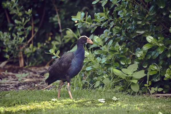 Cuervo Negro Camina Por Parque — Foto de Stock