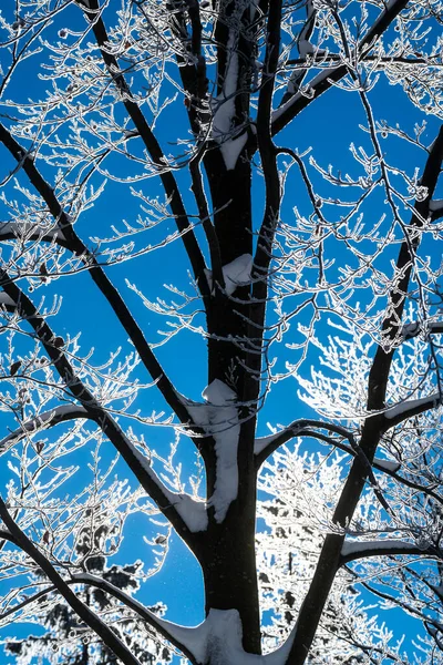 Ramas Árboles Nieve —  Fotos de Stock