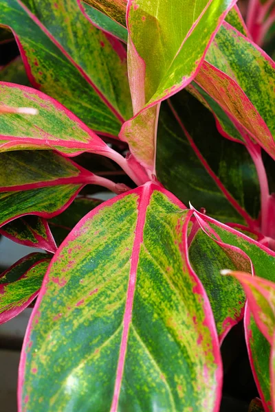Een Verticaal Van Een Rose Groene Kleuren Een Aglaonema Plant — Stockfoto