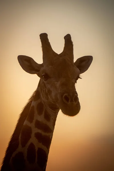 Крупный План Солнечного Силуэта Южного Жирафа — стоковое фото