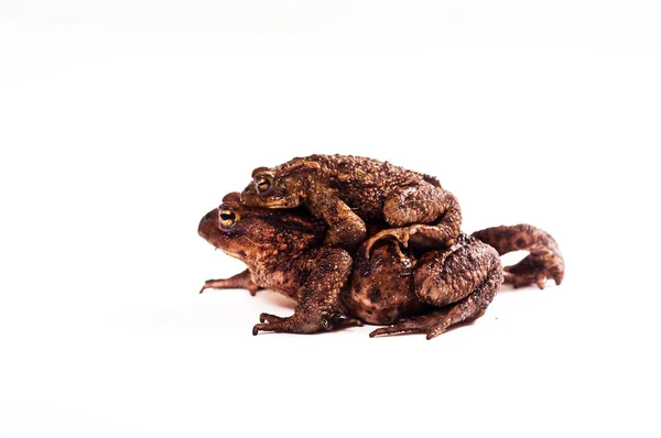 Kikker Een Witte Achtergrond — Stockfoto