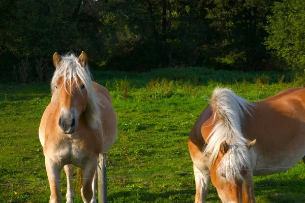 Prachtige Paarden Weide — Stockfoto