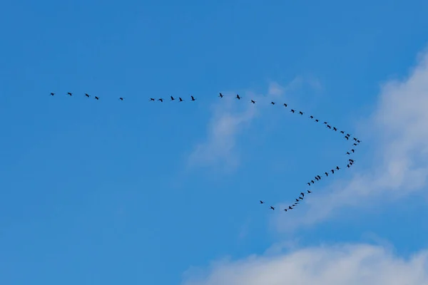 空を飛ぶ鳥の群れ — ストック写真