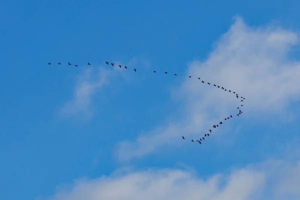 空を飛ぶ鳥の群れ — ストック写真