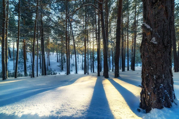 雪の中の冬の森 — ストック写真