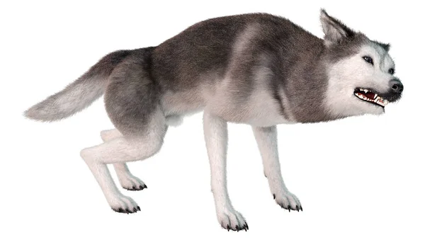 Renderização Cão Husky Siberiano Isolado Fundo Branco — Fotografia de Stock