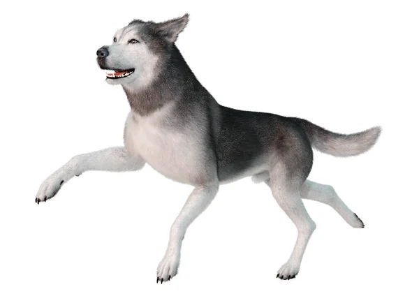 Weergave Van Een Siberische Husky Hond Geïsoleerd Witte Achtergrond — Stockfoto