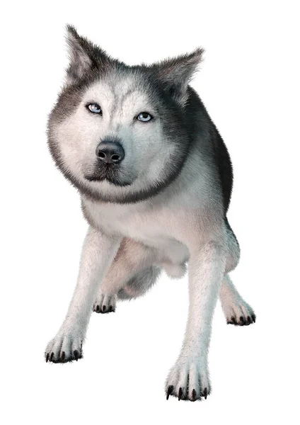 Rendering Eines Sibirischen Husky Hundes Isoliert Auf Weißem Hintergrund — Stockfoto