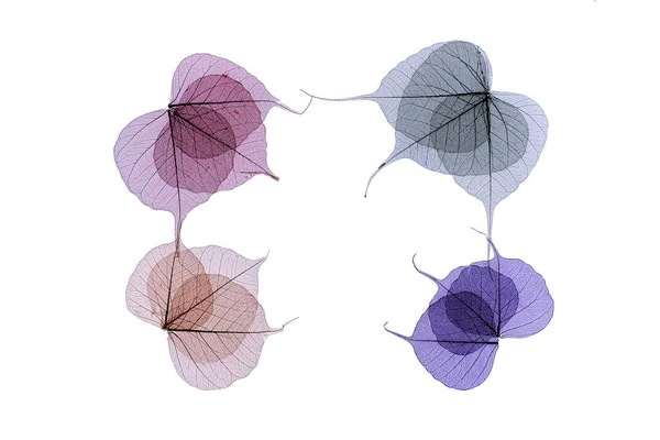 Künstlerischer Rahmen Aus Farbigen Skelettblättern Violetten Und Blauen Schattierungen Die — Stockfoto