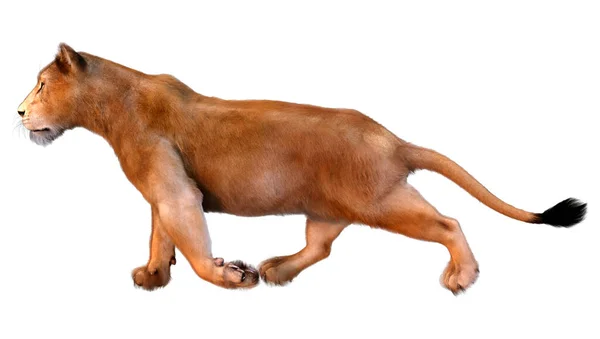 Собака Ізольований Білому Тлі — стокове фото