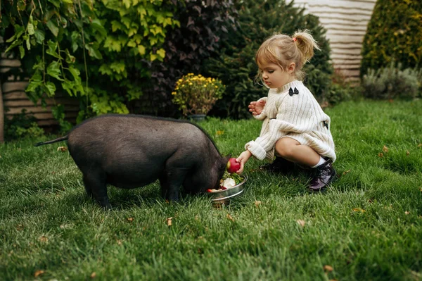 Dzieciak Karmi Czarną Świnię Ogrodzie Opiekuje Się Zwierzętami Dziecko Świnką — Zdjęcie stockowe