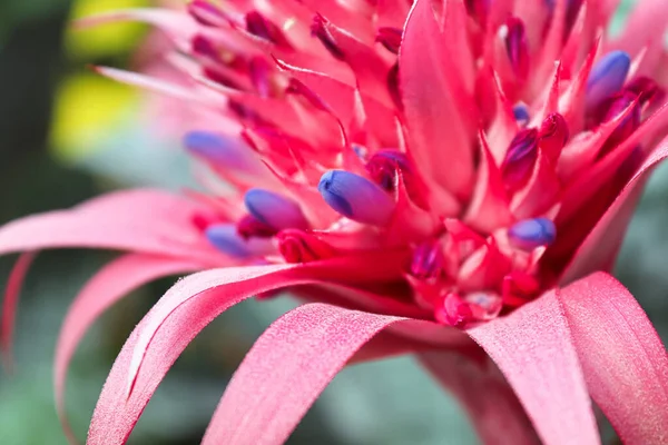 銀の花瓶に花の閉鎖 Aechmea — ストック写真