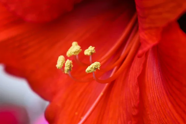 Fiore Rosso Giardino — Foto Stock