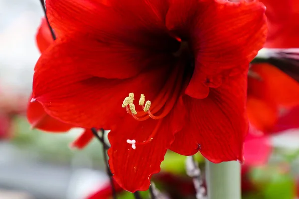 Schöne Rote Blume Garten — Stockfoto