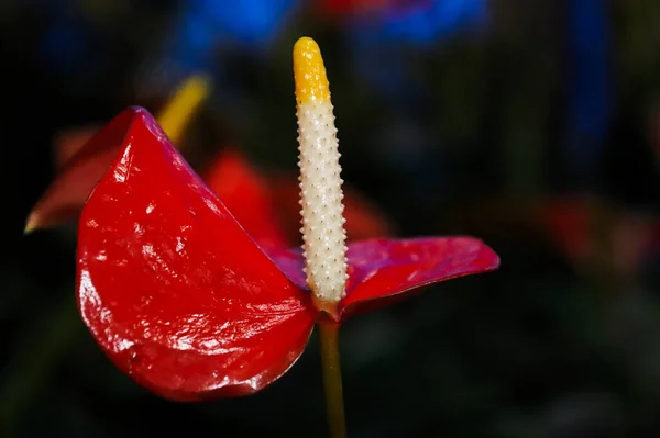 Una Espata Roja Brillante Anthurium Con Spadix Blanco — Foto de Stock