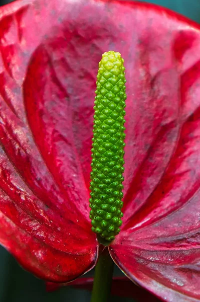 Anthurium Spadix Makrója Mielőtt Bármilyen Virág Kinyílna — Stock Fotó