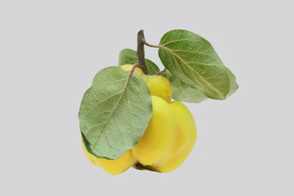 Fruta Marmeleiro Amarelo Madura Isolada Fundo Cinza — Fotografia de Stock