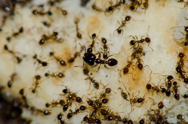 아르헨티나 개미는 먹이를 동물을 시킨다 세바스티안 드라고 카나리아 스페인 — 스톡 사진