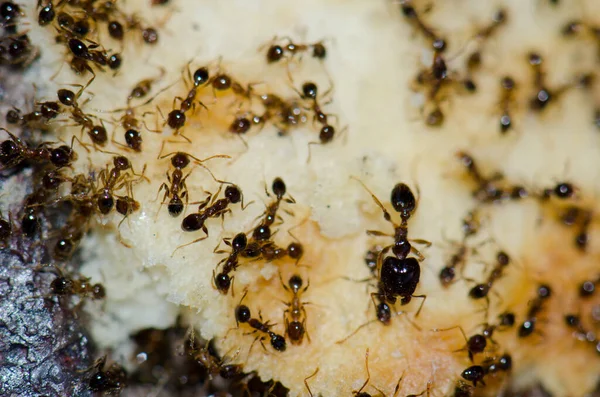 아르헨티나 개미는 먹이를 동물을 시킨다 세바스티안 드라고 카나리아 스페인 — 스톡 사진