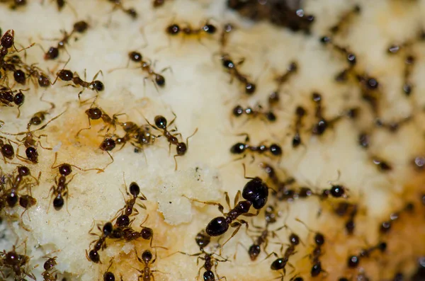Hormigas Argentinas Linepithema Humile Alimentándose Restos Comida San Sebastián Gomera —  Fotos de Stock