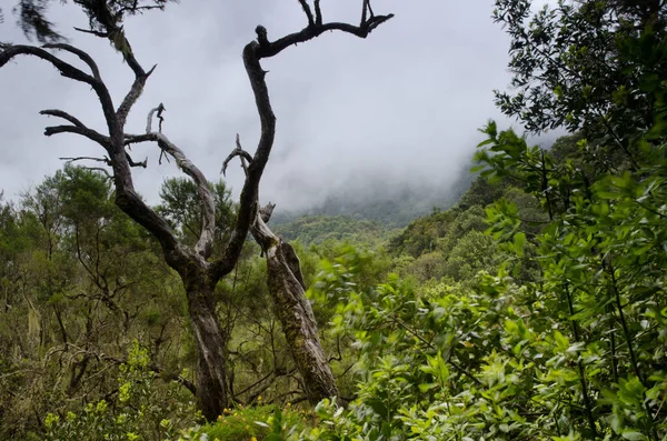 Hermoso Paisaje Con Árbol Una Montaña — Foto de Stock