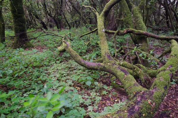 Grön Skog Djungeln — Stockfoto