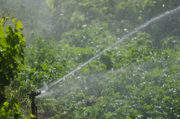 Impianto Irrigazione Giardino — Foto Stock