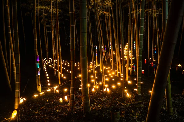 竹の森 市民の小さな机の城の森 を点灯します 撮影場所 神奈川県横浜市 — ストック写真