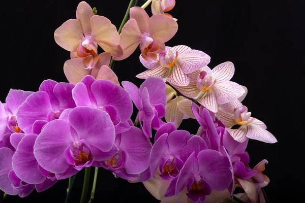 Belleza Flores Coloridas Orquídeas Aisladas Sobre Fondo Negro —  Fotos de Stock
