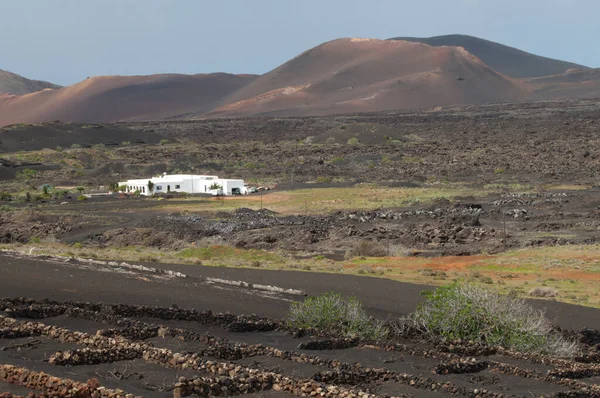 Lanzarote Kanariefåglar Spanien Mars 2018 Vägen Öknen Spanien — Stockfoto