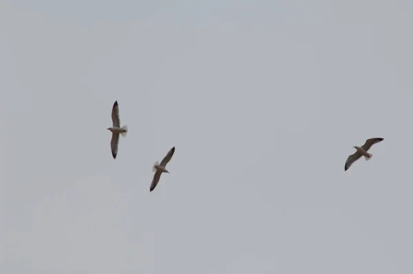 Belo Pássaro Voando Céu — Fotografia de Stock