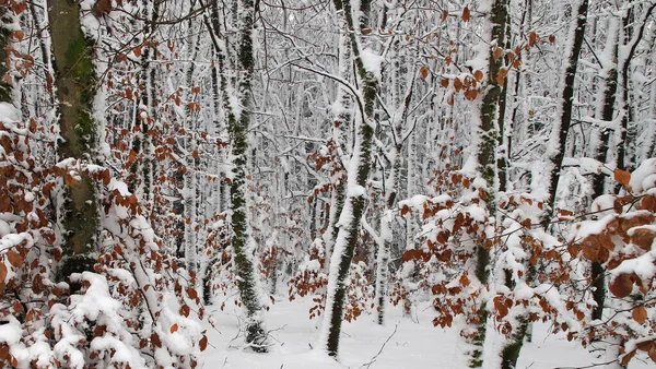 Prachtig Winterbos Met Besneeuwde Bomen — Stockfoto