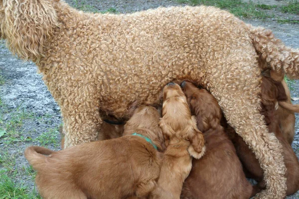 Tan Grande Mamá Caniche Amamantando Sus Cachorros —  Fotos de Stock