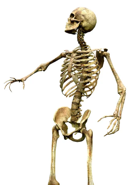 Рендеринг Скелета — стоковое фото