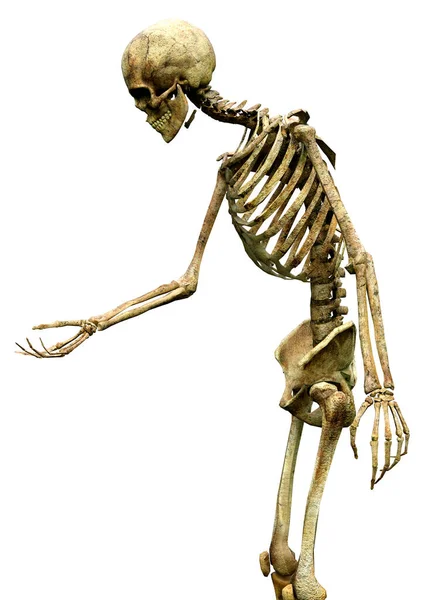 Representación Esqueleto — Foto de Stock