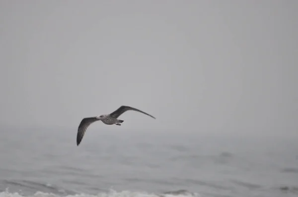Γλάρος Που Πετά Στη Θάλασσα — Φωτογραφία Αρχείου