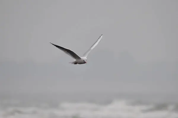 Mouette Volant Dans Ciel — Photo