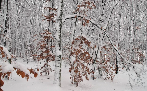 Prachtig Winterlandschap Met Besneeuwde Bomen — Stockfoto