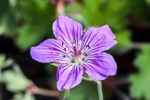 Geranium Wlassovianum Blue Purple Herbaceous Springtime Summer Flower Plant Commonly — Stock Photo, Image