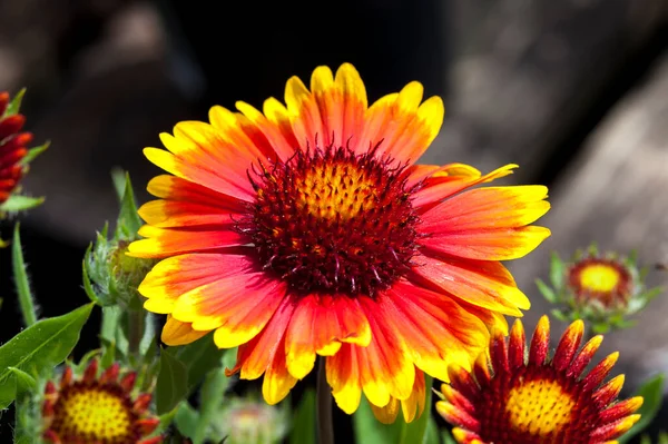 Gaillardia Arizona Sun Весеннее Летнее Цветущее Растение Широко Известное Цветок — стоковое фото