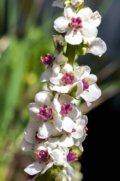 Verbascum Chaixii Album Biała Zielna Wiosenna Roślina Kwiatowa Powszechnie Znana — Zdjęcie stockowe